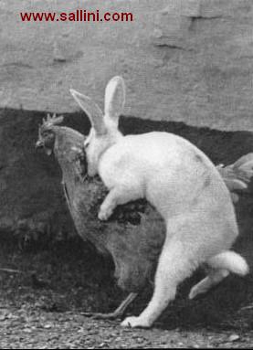 how easter eggs are made !